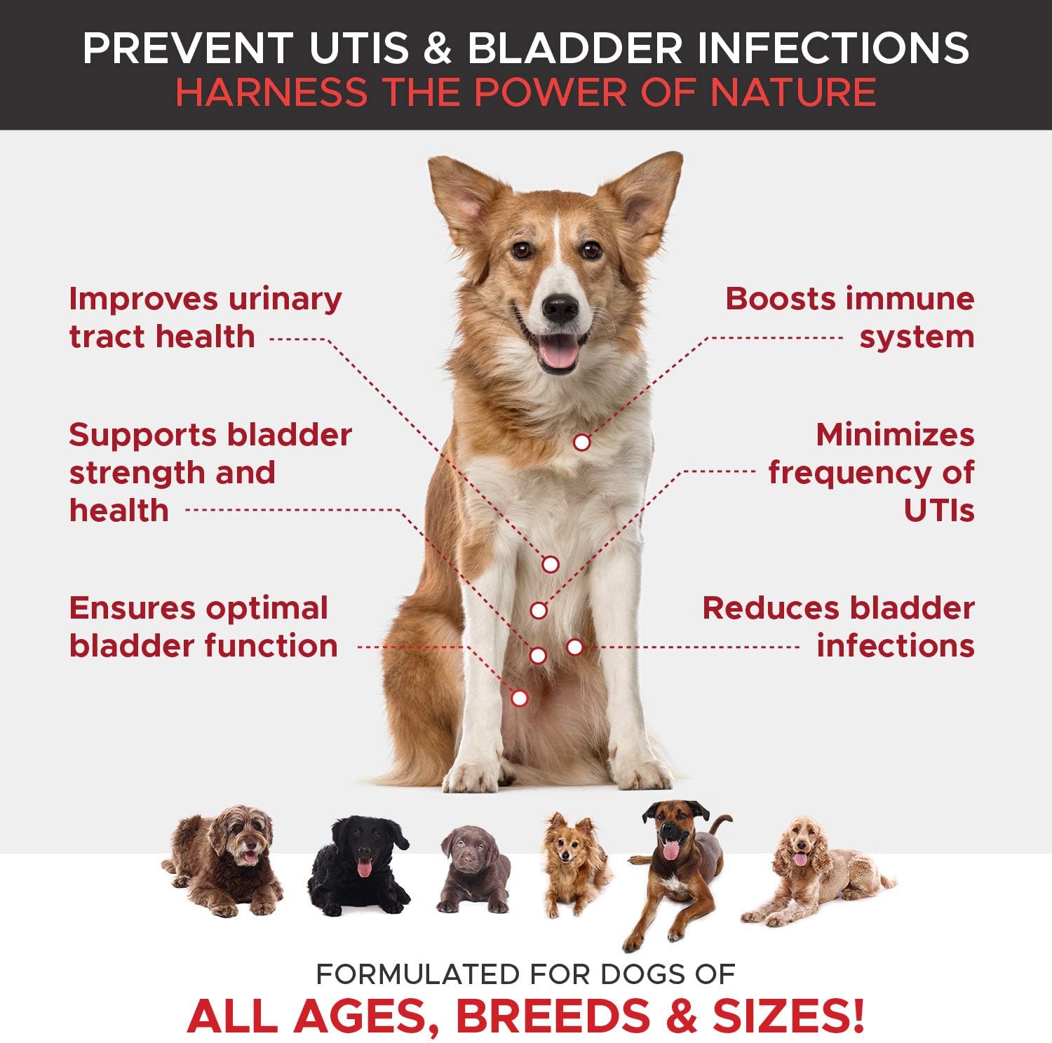 dogs and uti treatment