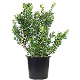 Ilex X meserveae 'Blue Prince' (Blue Holly) Evergreen, #3 - Size Container