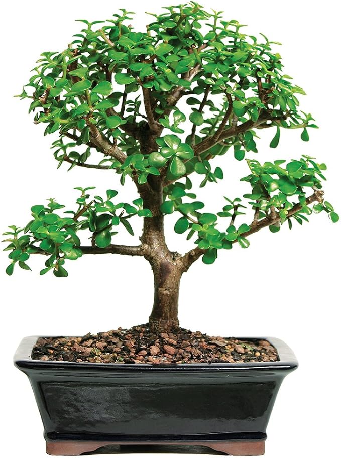 Brussel's Live Jade Indoor Bonsai Tree 7 Years Old; 8" to 12" Tall with
