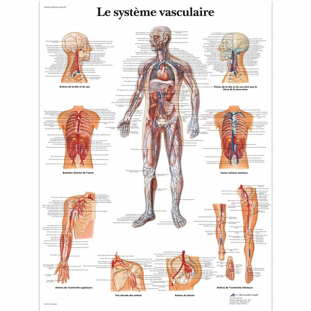 3B Scientific – Laminated Spinal Nerves Chart – UV & Dust-Protected Anatomy Poster for Study, Teaching & Clinics
