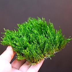 Aquarium Live Water Plants Flame Moss Pad