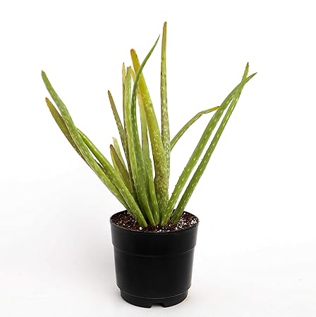 THE GREEN BOUTIQUE Herbal Aloe Vera Live Indoor/Outdoor Plant-Air Houseplant and Office Decor For Home and Garden