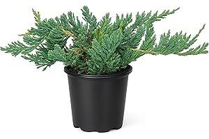 FLORIDA FOLIAGE Blue Rug Juniper Wiltonii | 3 Live 4 Inch Plants | Juniperus Horizontalis | Creeping Ground Cover, Low Maintenance Shrub, Drought Tolerant, Evergreen Foliage, Fast Growing, Erosion Control