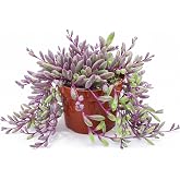 Othonna Capensis Ruby Necklace Live Succulent Plants, 4-inch, Easy Care | Trailing Houseplant for Hanging Baskets, Low-Maintenance Potted Plant for Garden Beginners, Ideal Gift for Plant Lovers