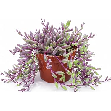 Amazon Best Sellers: Best Cacti & Succulent Plants