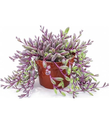 Amazon.com : Key Lime Pie | 2.5 inch | Crinkle-Leaf | Adromischus Cristatus  | Live Succulent : Patio, Lawn & Garden