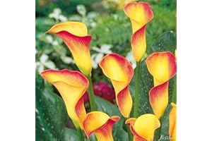 DVCFGXK Calla Lilies Bulk Professional Planting-Pots to Grow Beautify Environment
