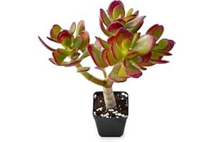 Sprout N Green Dwarf Jade - Crassula Ovata Crosby's Compact, Rare Cute Succulent Plant Fully Rooted in 2" Pot