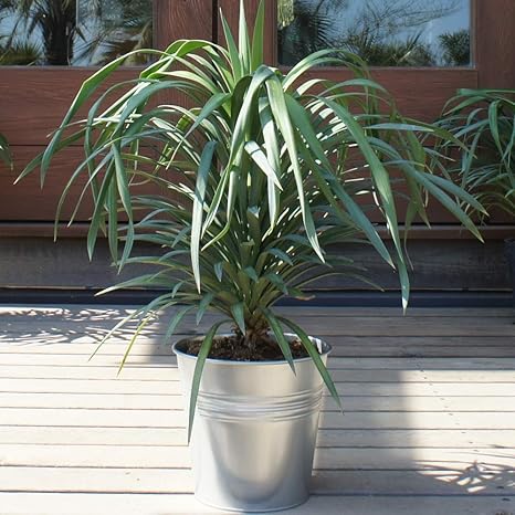 Amazon ユッカ デスメティアーナ 6号 耐寒性観葉植物 スチールポット 現品発送 観葉植物 オンライン通販