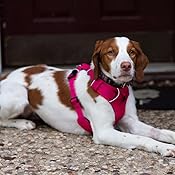 amazon ruffwear harness