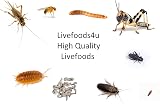 livefoods4u Live Springtails for Terrariums 1 Tub Bioactive Clean Up Crew view 5