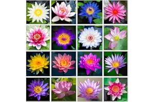 Breoudo 60Pcs Lotus Seeds for Planting in Water Non-GMO Lotus Flower Seeds High Germination Rate Bowl Lotus Seeds Water Lily Seeds for Planting Home, Garden, Indoor, Outdoor