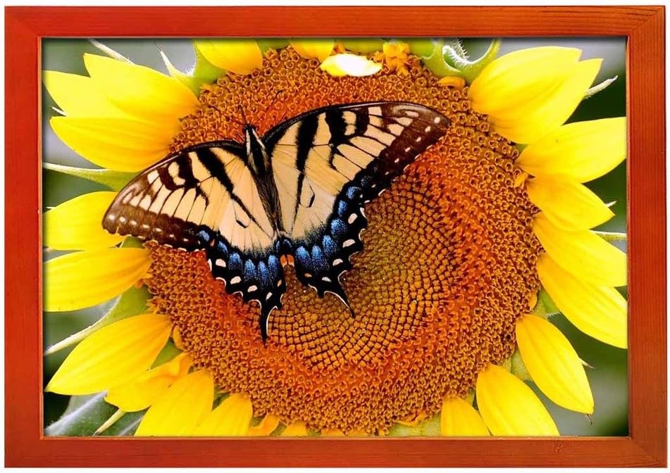 Sunflower and butterfly Art Print Wall Walnut Wood Framed Picture (12x8 inches