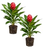 125 Semillas De Saponaria Officinalis (jabonera), Planta De Cobertura Resistente, Ideal Para Rocallas, Bordes Y Macizos, Floración Silvestre