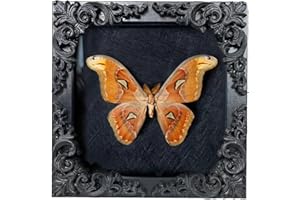 TRLRY Insect Display Frame,Butterfly Shadow Box with Top Felt Pinning Board, Insect Display Box,Butterfly Display, Display Cases for Collecting Butterfly and Bug,Insect Pinning Kit,Butterfly Box