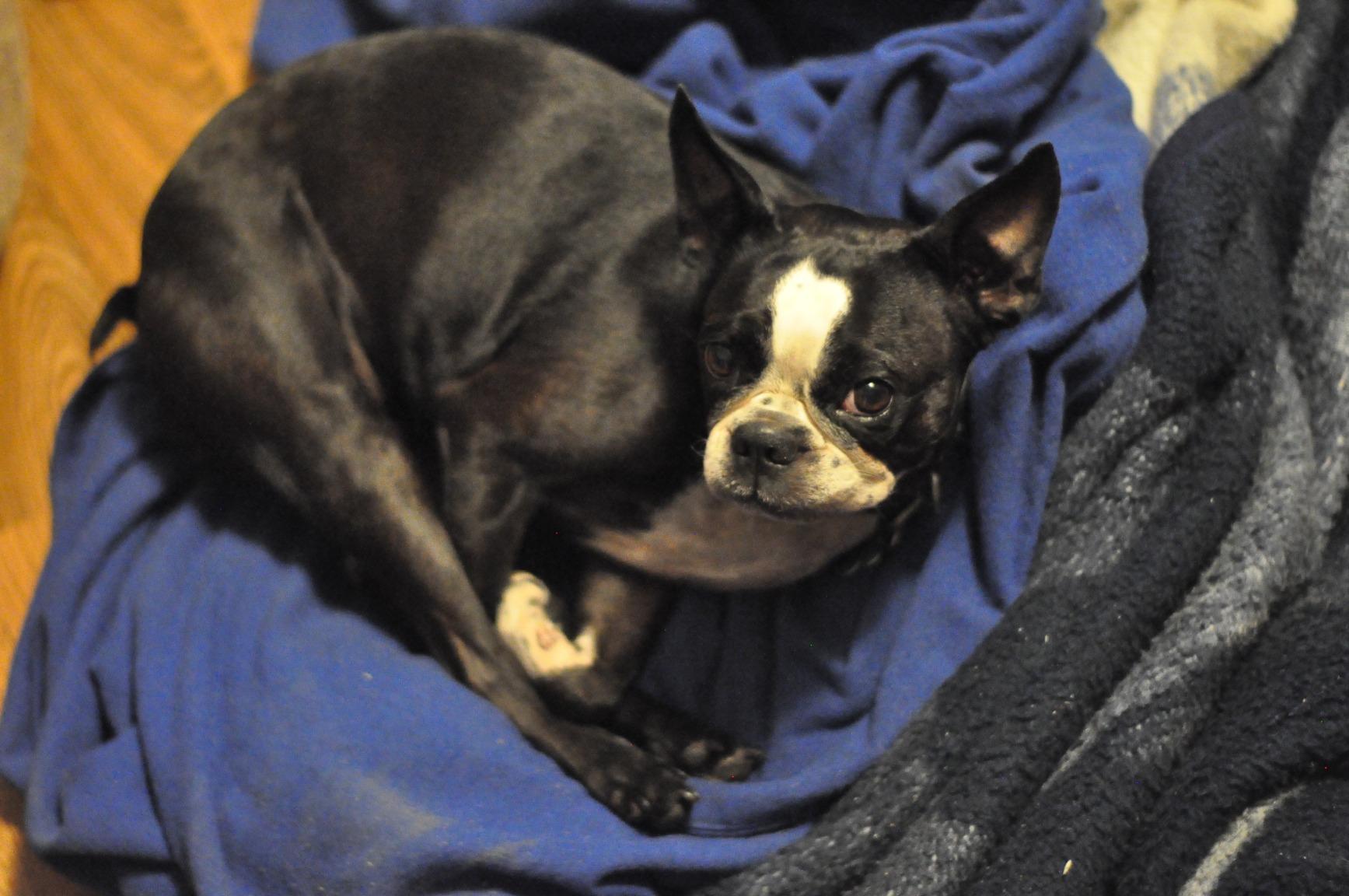 You can't beat the YONGNUO YN50mm F1.8N for the price.