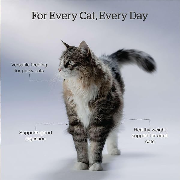 NOW FRESH GOOD GRAVY GRAIN-FREE DRY CAT FOOD WITH SALMON, HEALTHY KIBBLE FOR ADULTS & SENIORS COATED IN BONE BROTH – JUST ADD WATER TO MOISTEN, CHICKEN-FREE RECIPE FOR SENSITIVE STOMACHS, 8 LB BAG