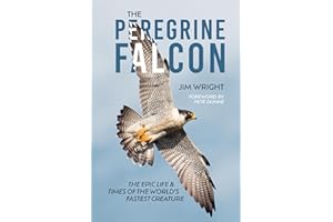 The Peregrine Falcon: The Epic Life and Times of the World’s Fastest Creature
