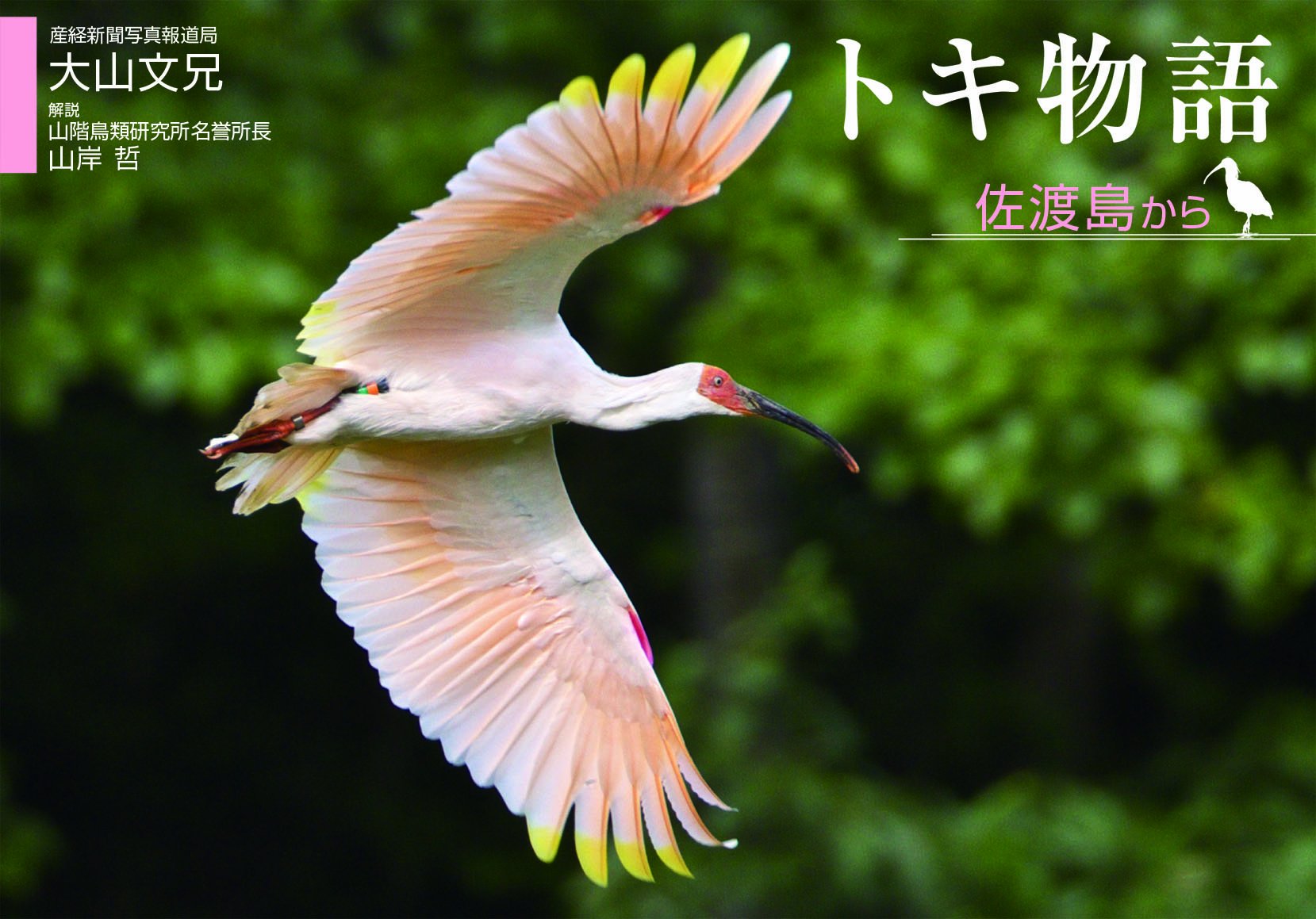 トキ物語 佐渡島から 9784819110990 Amazon Com Books