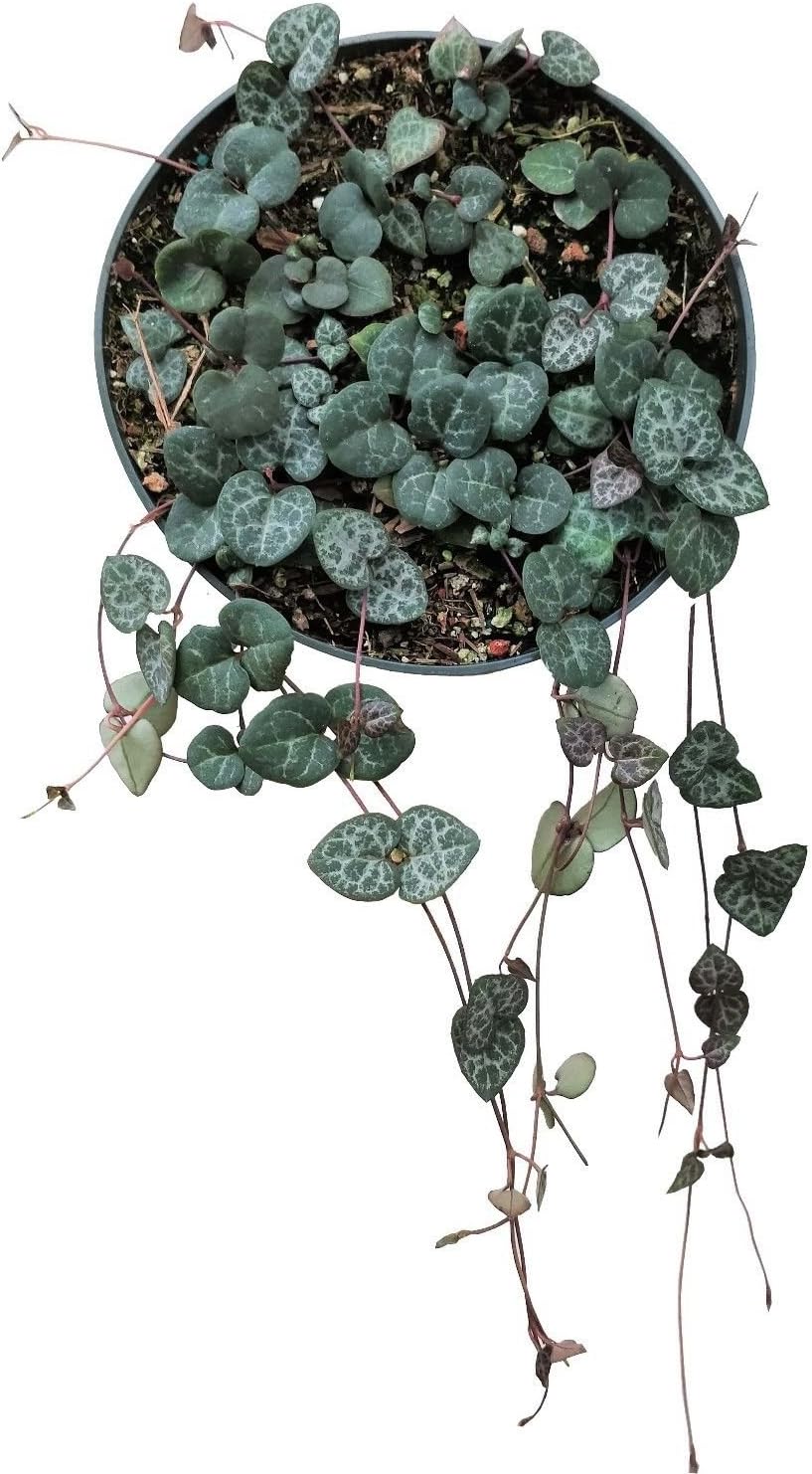 Hanging Planter String of Hearts Plant (6 inch Pot)