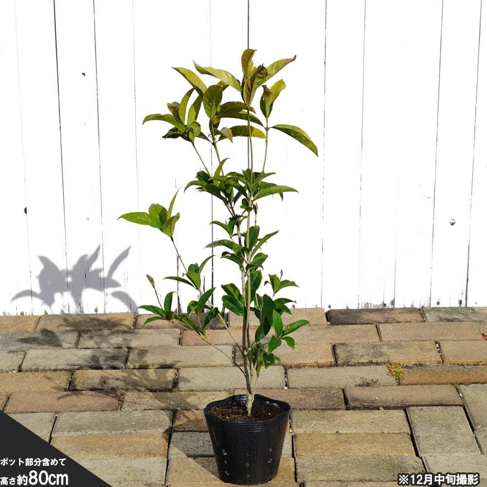Amazon 四季咲きキンモクセイ ポット苗 植木