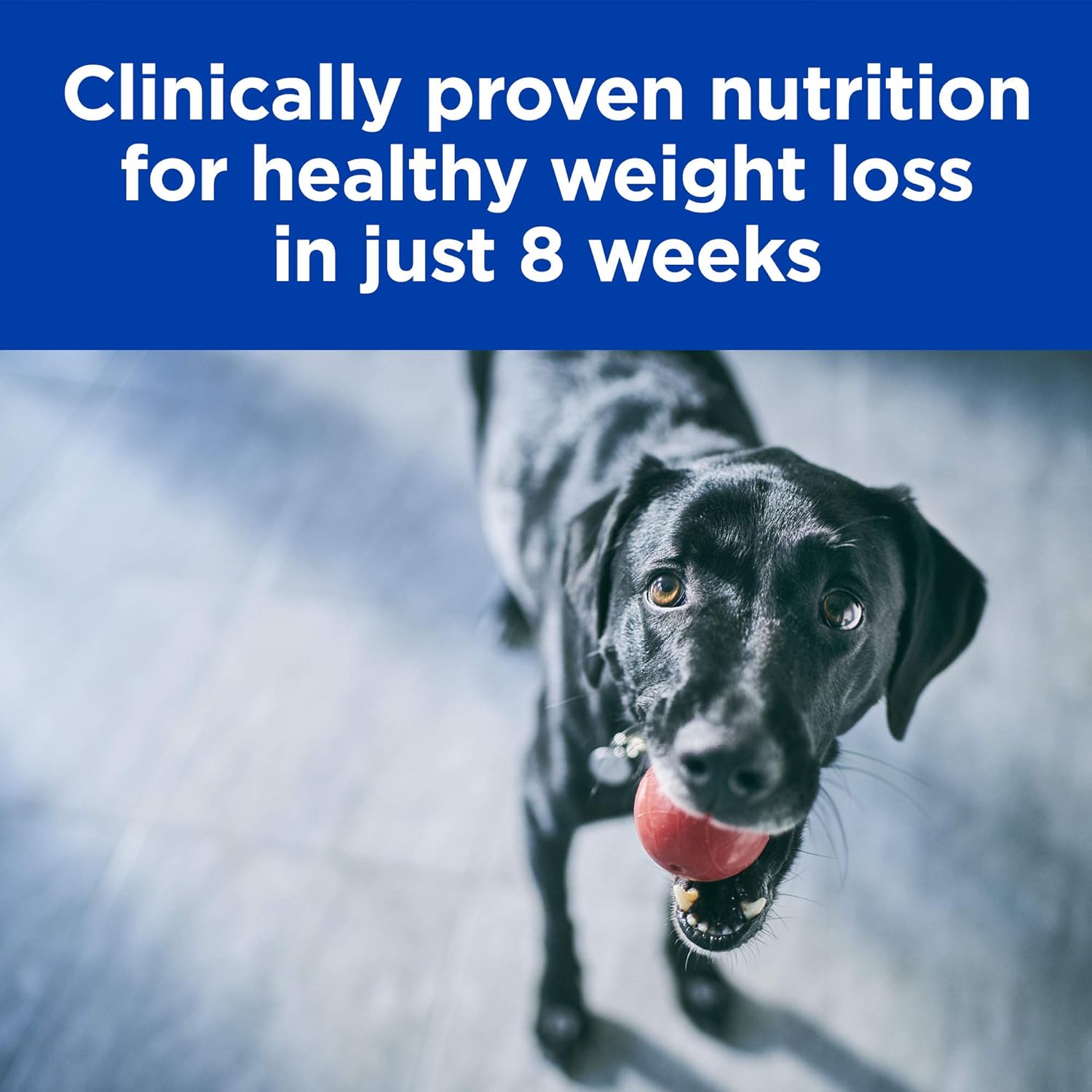 hills prescription diet weight reduction