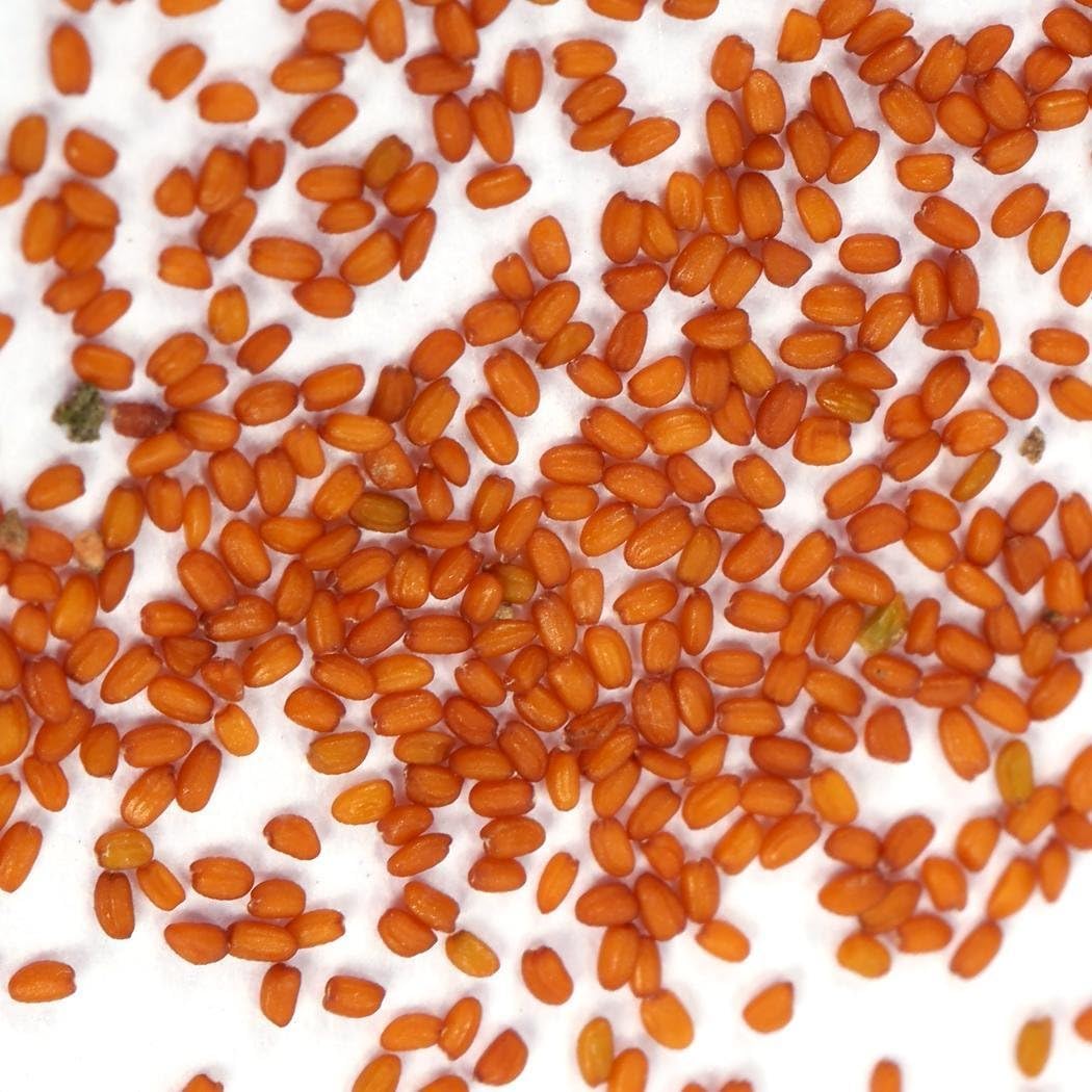 Ncient 100 Semillas de Plantas Suculentas 5 Tipos Semillas Protección