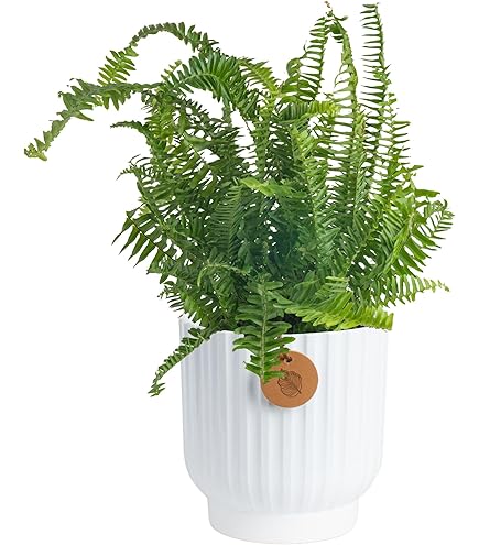 Amazon.com : Mysterious Air Fern, Set of 2  Water & Soil Free House Plant  : Patio, Lawn & Garden