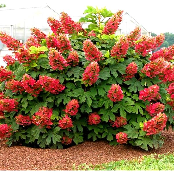 Image of Ruby Slippers hydrangea shrub in pot