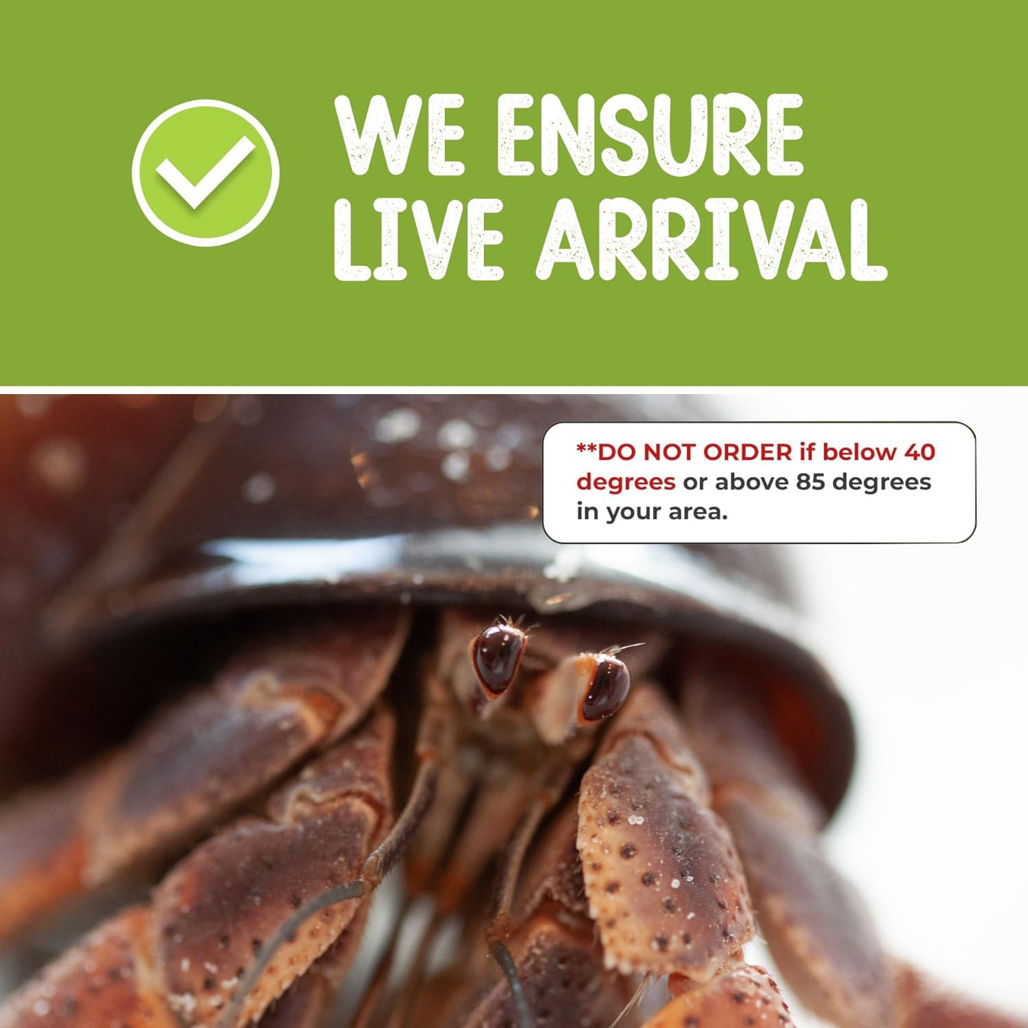 Live Hermit Crab Complete Starter Kit - Includes 2 Live Crabs - All-in-One Kit with Terrarium, Food, Coconut Fiber, and More - Bundle