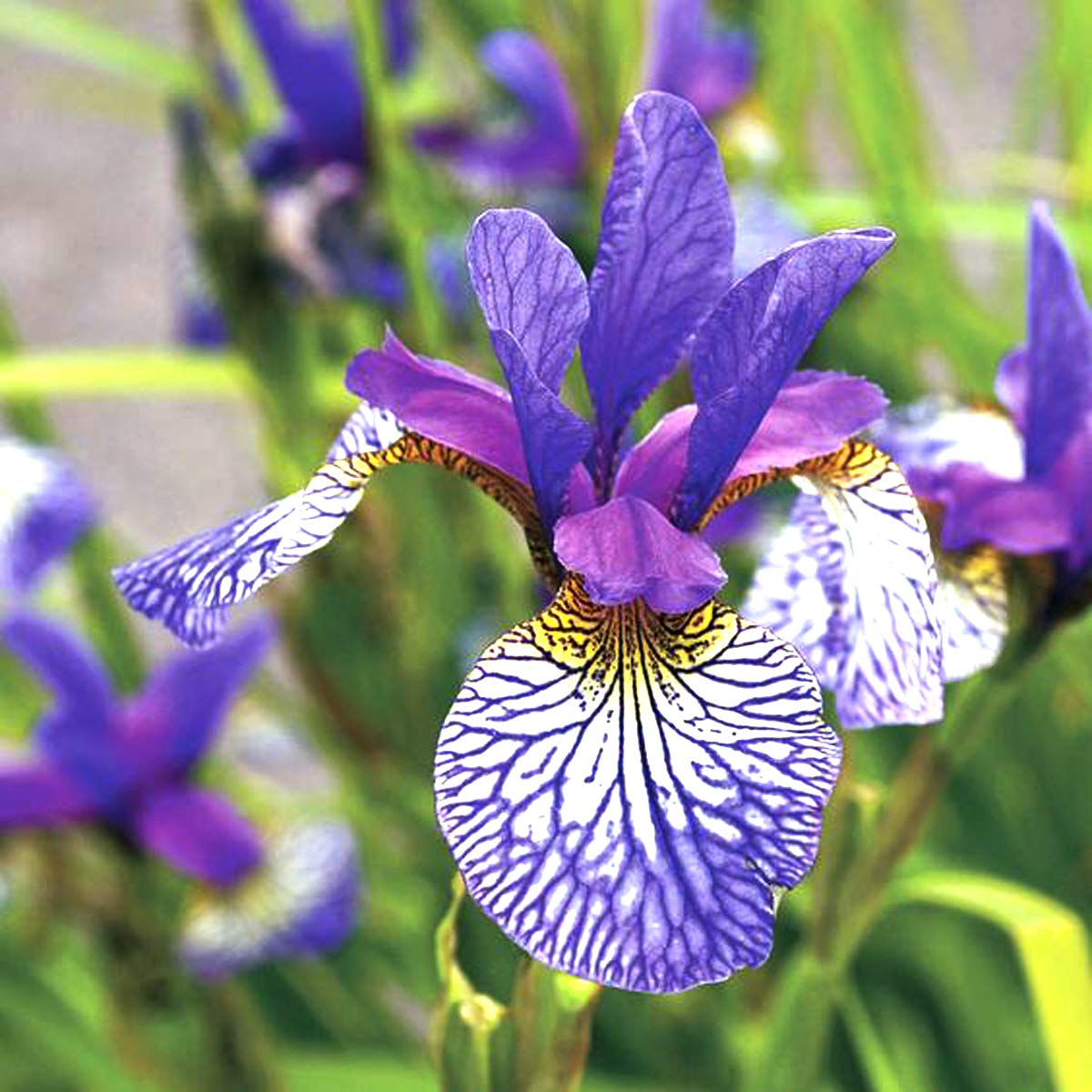 Elegant Purple&Blue Orchid Bearded Dutch Iris