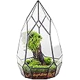 NCYP Modern Black Glass Geometric Terrarium Container with Door - Balcony Planter DIY Display Flower Pot for Succulent Fern -