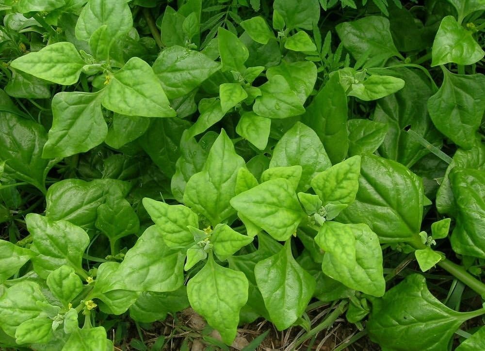 New Zealand Spinach (Warrigal Greens) Heirloom Garden Greens Vegetable 100 Seeds