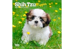 Shih Tzu Puppies | 2026 7 x 14 Inch (Hanging) Monthly Mini Wall Calendar | BrownTrout | Animal Small Dog Breed Puppy