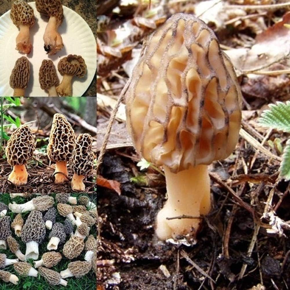 junshi11 100Pcs Mushroom Morchella Seeds Spores Spawn Home Yard Vegetable th Easily Grow,Annual Temperate Planting,Indoor Outdoor Decoration Garden Gifts Morchella Seeds