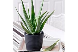 CHUXAY GARDEN Green Edible Aloe Vera Plant Seed 100 Seeds Exotic Charm Beauty Succulents Plant Easy Grow Repair Skin