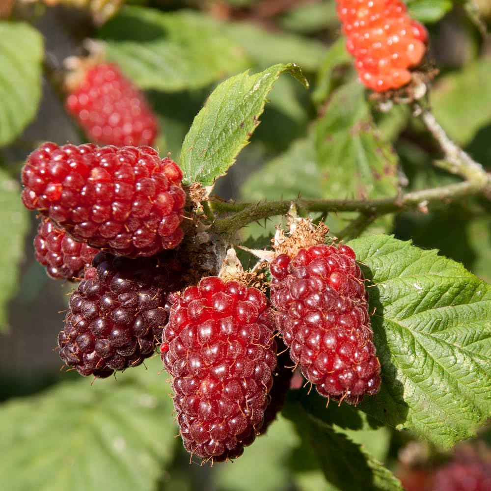 Tayberry Plant in a 1.7L Pot Hybrid Fruit Bush