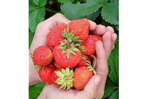 Seed Strawberry Seascape Red Fruit June Until Mid-October Fast Spread Winner Jam Seeds Rare Super Great Delicious Sweet Juicy