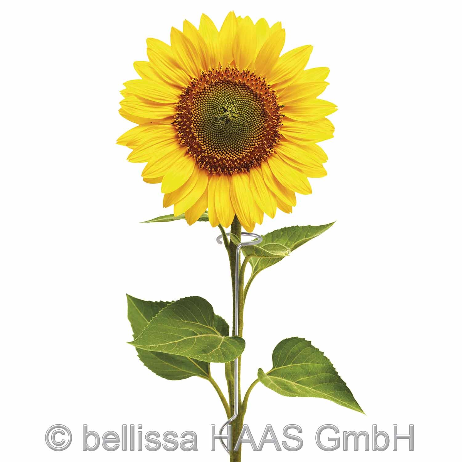 10 pieza Girasol Tija h.180 cm: Amazon.es: Jardín