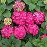 RedCrocus - RedCrocus Summer Crush Hydrangea- Vibrant Pink &amp; Blue Blooms- Pet Toxic, Cut Flower, Container Friendly Garden Shrub 1 Gallon