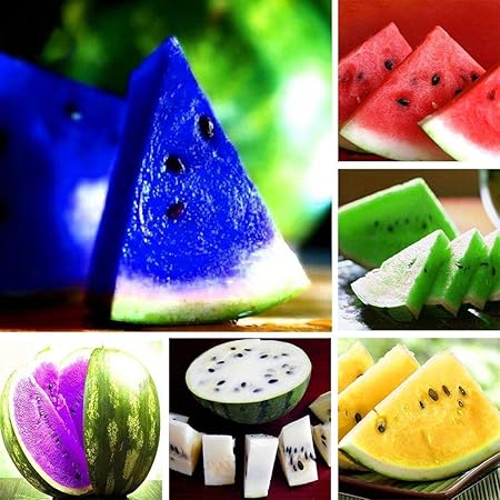 Wekold Wassermelone Mehrfarbig Samen Süße Frucht Samen Seltene Farbige Wassermelonen Samen Hausgarten