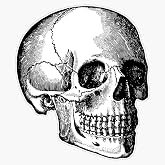 Skull (2) Sticker Decal Vinyl Bumper Stickers Waterproof 5