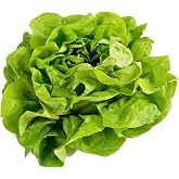 500 Buttercrunch Lettuce Seeds for Planting - Heirloom Non-GMO Vegetable Seeds - Hydroponics, Microgreens, Butterhead, Boston, Bibb Lactuca Sativa