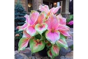 CZ GRAIN Pink Princess Caladium Bulbs for Planting - Beautiful Spotted Leafs Stand Out - Perennial Hosta, Elephant Ears, Fancy (6 Bulbs)