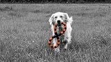 Petface Seriously Strong Woven Rope Tugger Dog Toy view 5