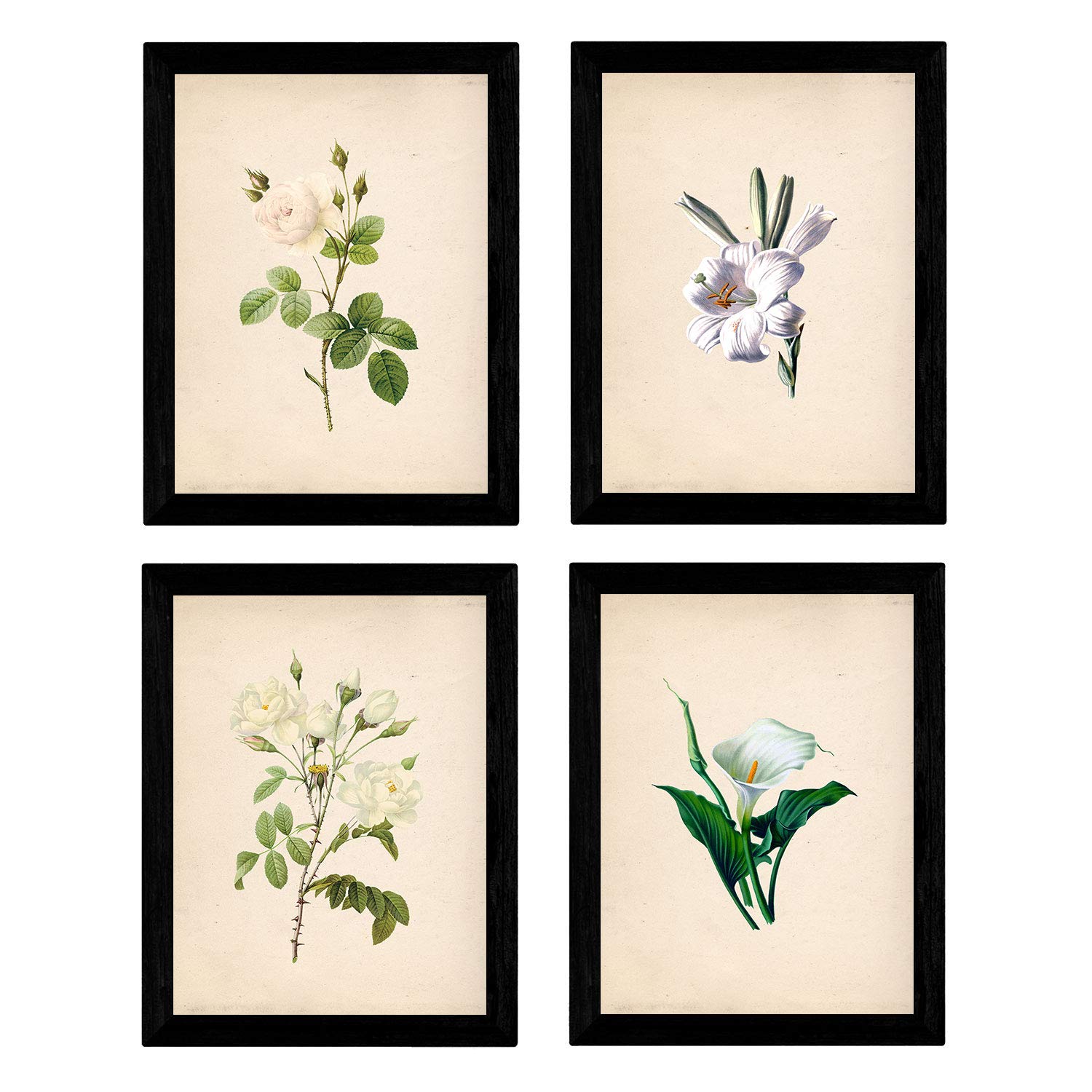 Nacnic - Pack Vintage White Flowers - Decorative Posters Nature, Botanical and Plants Style - Elegant and Delicate Mural Decoration