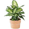 Costa Farms Dieffenbachia Live Indoor Plant, Easy to Grow Houseplant, Potted in Indoors Garden Decor Plant Pot, Potting Soil 