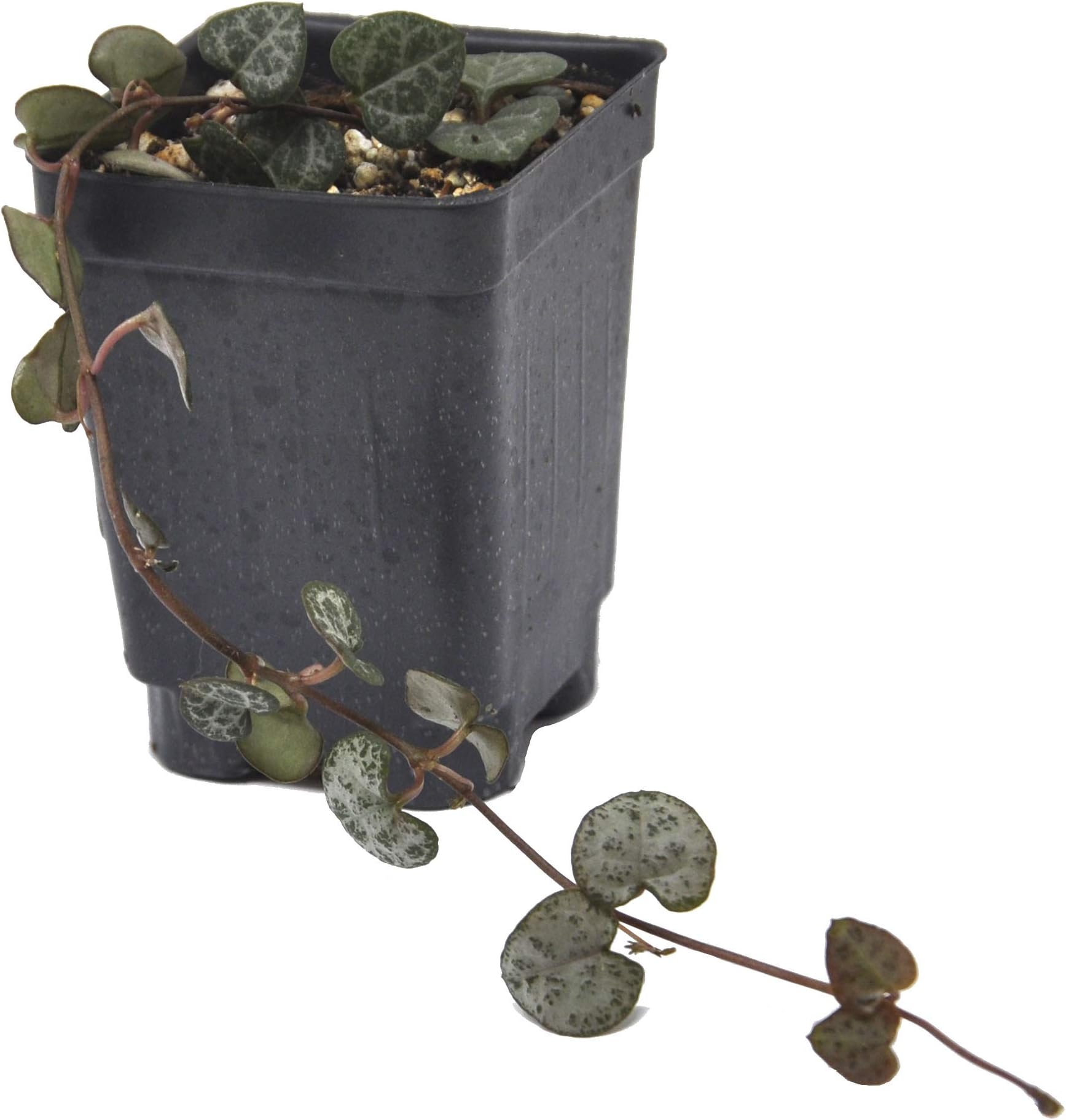 Ceropegia woodii, String of Hearts, Rosary Vine, 3" (2.6x2.6") incl. Heat Pack