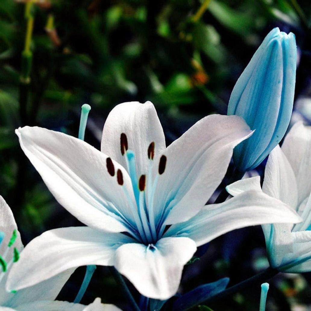 WuWxiuzhzhuo 50Pcs Blue Rare Lily Bulbs Seeds,Planting Lilium Flower Home Bonsai Garden Decor