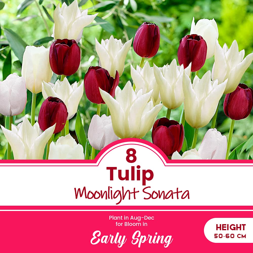 schone 8 x Tulip Moonlight Sonata – Great Spring Border idea – Perennial & Easy to Grow – for Your Beautiful Garden